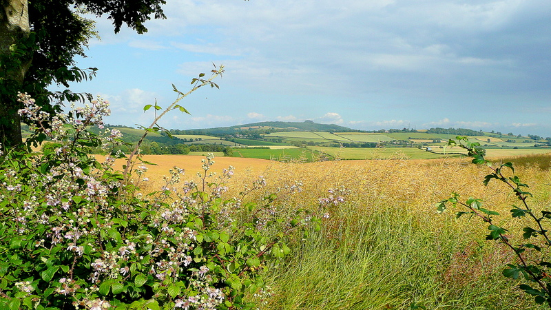 May Hill Through The Hedgerow © Jonathan Billinger Cc-by-sa/2.0 ...