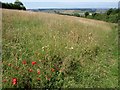 Meadow above Bridford Wood