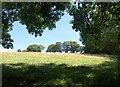 Field north of Heltor Rock