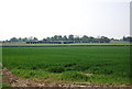 TQ7142 : Farmland near Castlemaine Farm by N Chadwick