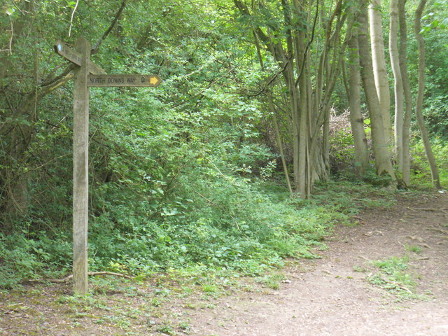 North Downs way at Dawcombe Wood