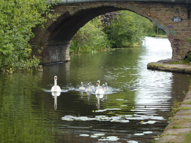 Swans and family, Bacon Lane Bridge, Sheffield & Tinsley Canal