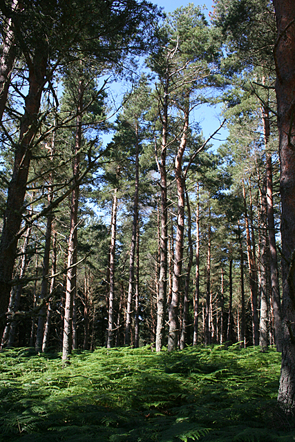 Scots Pines (Pinus sylvestris) © Anne Burgess :: Geograph Britain and ...