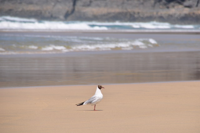 Carrick : Seagull on Penhale Sands