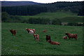 Highland cattle near Mains of Dounie, Strathardle