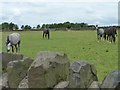 SE0834 : Horses grazing, north of tewitt Lane by Christine Johnstone