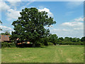 Oak by Wisborough Green Primary School