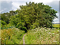 Path near Blackmuir Wood