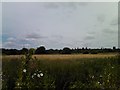 View of the Anerley and Crystal Palace TV transmission masts #2