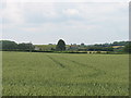 Fields near Stanton St Quintin