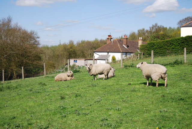 Sheep on the edge of  Westfield
