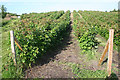 Raspberry Fields