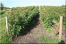 NH9456 : Raspberry Fields by Anne Burgess