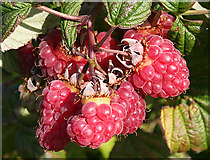 NH9456 : Ripe Raspberries by Anne Burgess