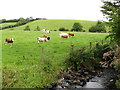 Cattle grazing in a field by the Blackstaff River