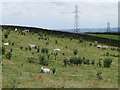 SE0739 : Sheep grazing on the hillside by Christine Johnstone