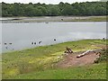 River Wansbeck and Castle Island