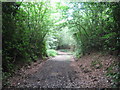 Track in Blackhatch Wood