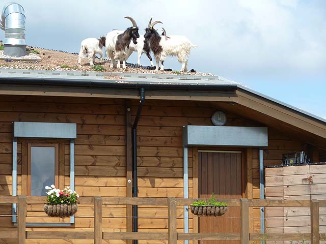 Goats on the roof