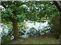 Lilies on large pond on the outskirts of Whitemans Green