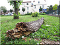 Fallen lime tree trunk