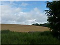 Ripening barley