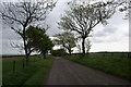 Tree-lined Road