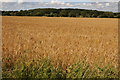 Barley field near Himbleton