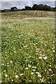 Field of camomile