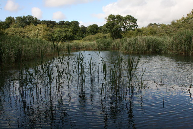 Reedy pool © Elizabeth Scott :: Geograph Britain and Ireland