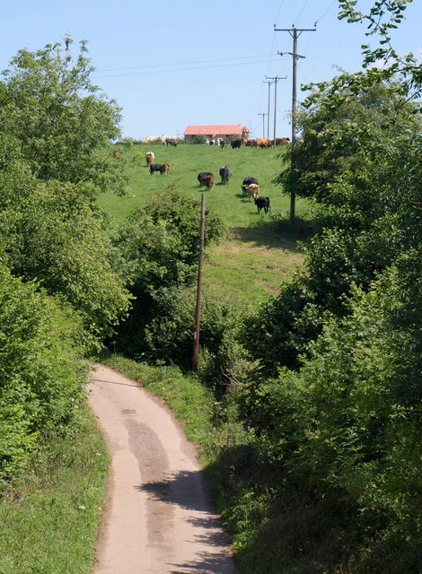 Cattle at Higher Reed Farm