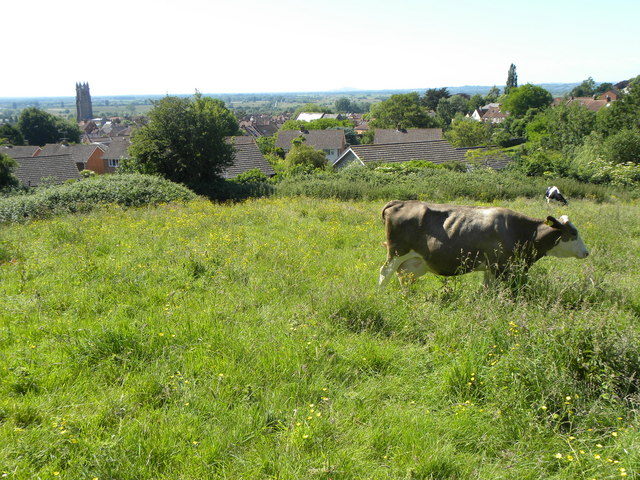 Cows by Glastonbury