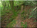 Part of the Landsker Borderlands Trail in woodland