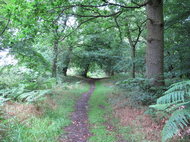 Footpath through Cutler's Wood