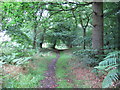 TM1538 : Footpath through Cutler's Wood by Roger Jones