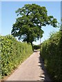 ST0118 : Oak on Morrell's Lane by Derek Harper