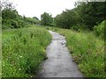 Riverside flower meadow