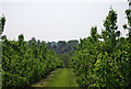 Looking through an orchard