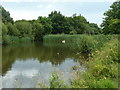 Swan on Dunsfold pond on Dunsfold Green