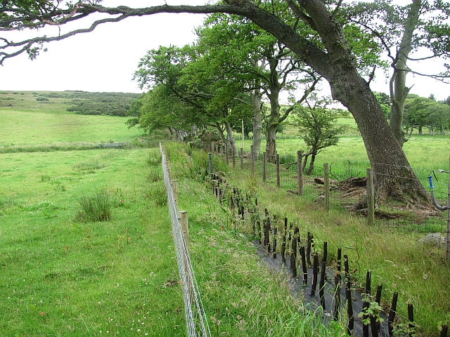 A newly planted hedge © Richard Webb  Geograph Britain and Ireland