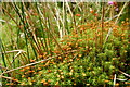 Mosses in Westmuir Community Woodland