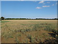 Field near Alton Lane