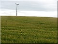 Barley field near Bankfoot