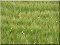 Barley, Bankfoot