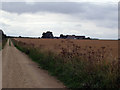 Track to Scopwick Low field Farm