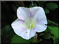 Flowering bindweed at the roadside, Spexhall