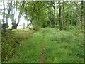 Bridleway through The Hatchetts