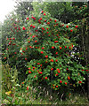 Rowan berries