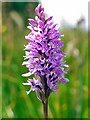 NY9523 : Marsh orchid by Eller Beck by Andrew Curtis