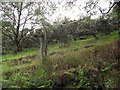 Gorse bushes